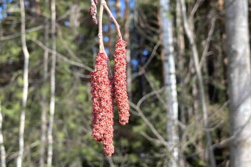    Нацпарк «Таганай». Цветущая ольха