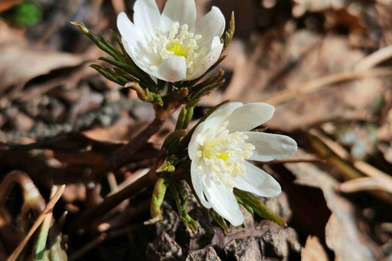    Нацпарк «Таганай». Ветреницы
