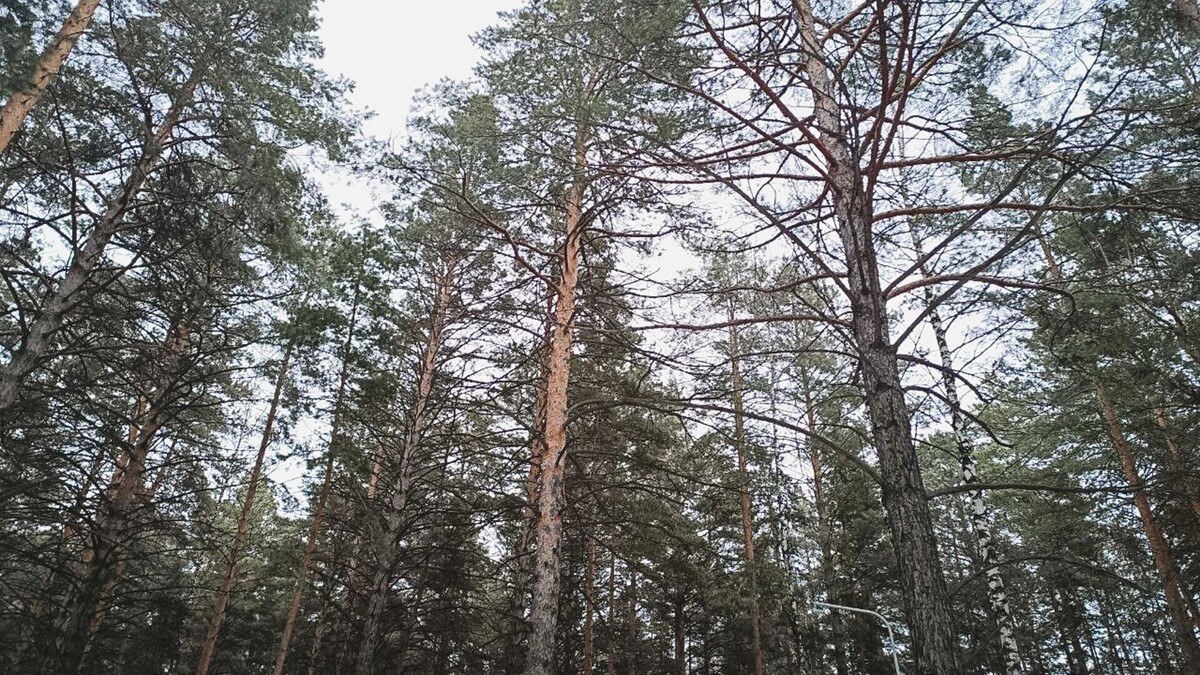    Лесной массив в Комарово постепенно превращается в парк   1MI