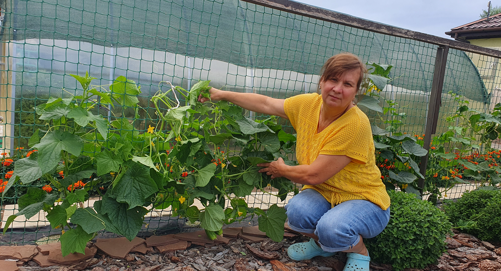 Хотите вырастить много огурцов? Подготовьте грядку перед посадкой