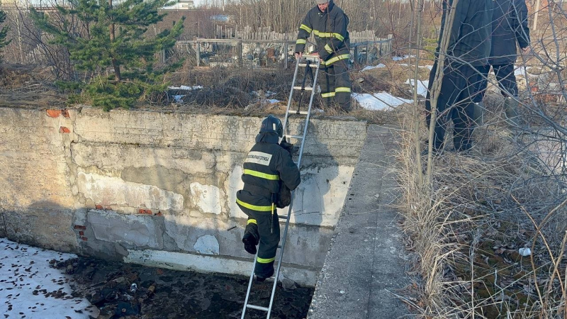    Пес в Карелии провалился в трехметровую ямуГКУ РК «ОПС по Кемскому муниципальному округу» / VK