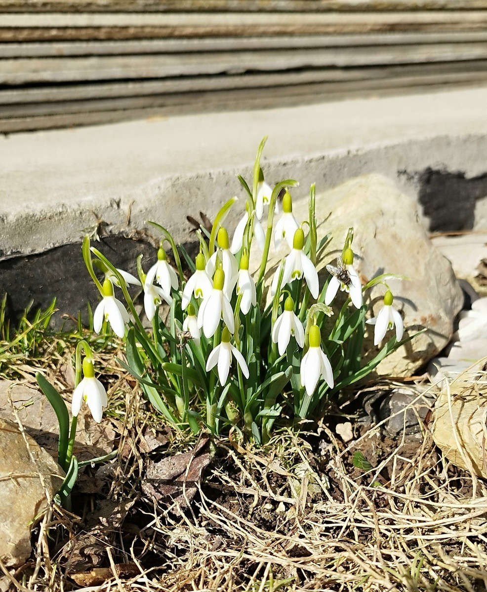 Фото утром 19 марта. Восточная сторона дома. Маленький цветник возле отмостки и водостока. 18.03 утром тут еще лежал снег, а следующим утром вот такой сюрприз!