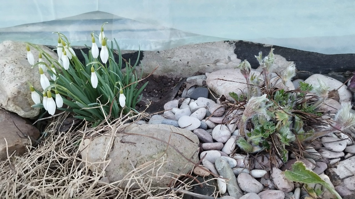 Фото 23.03 в том же цветнике.