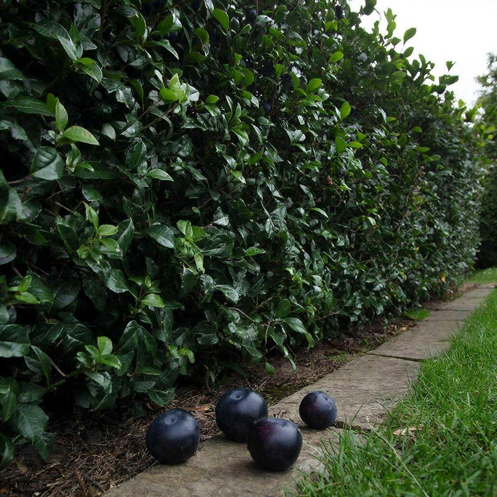 Бирючина: живая изгородь становится солиднее. Иллюстрация автора.