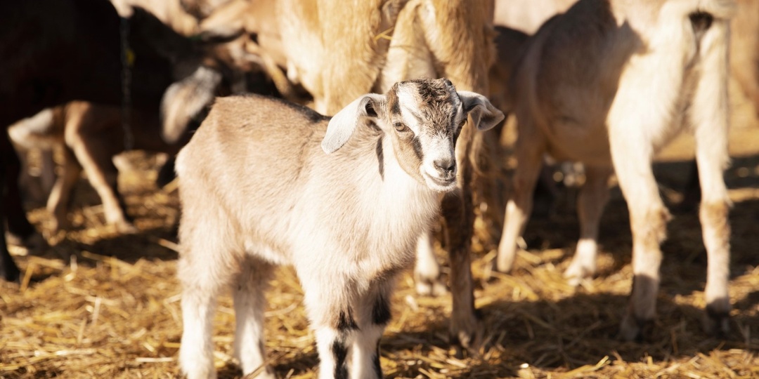 В Новосибирской области нет сёл с полностью уничтоженным животноводством