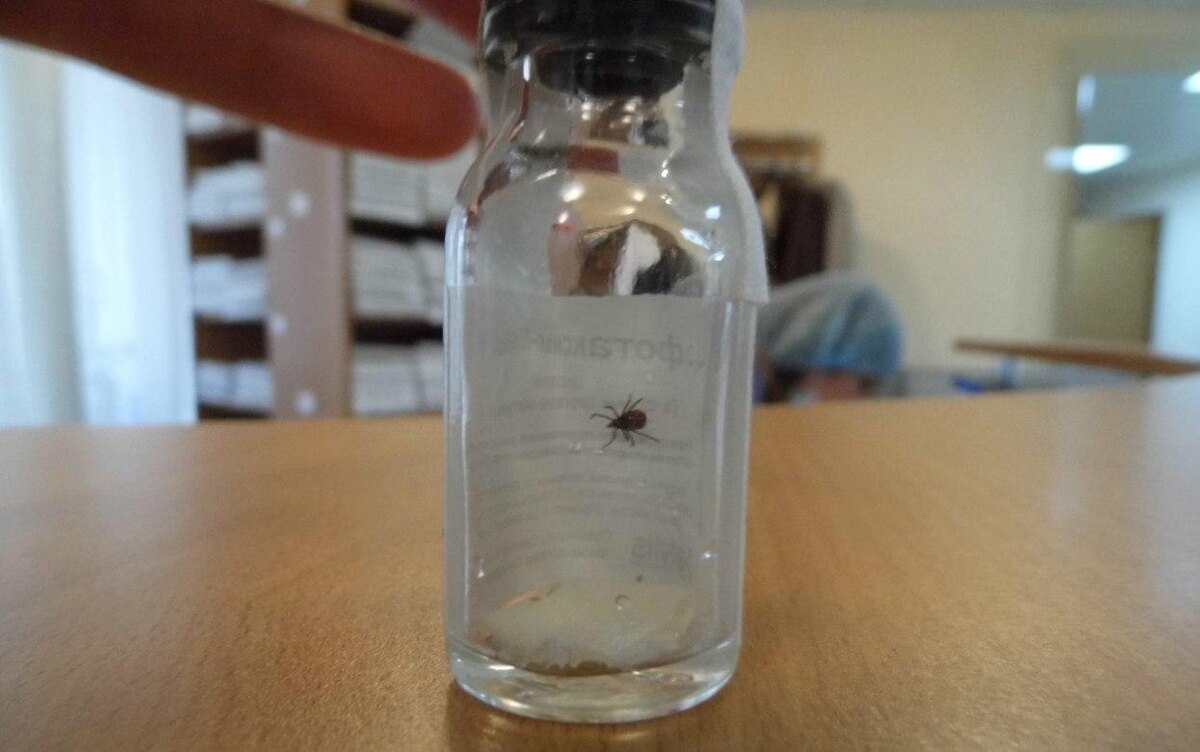    Первый случай присасывания клеща зарегистрировали в Удмуртии