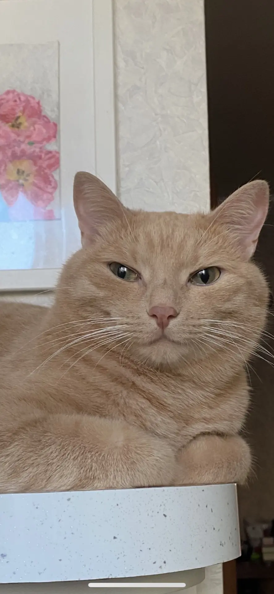 Митинька-сыночек