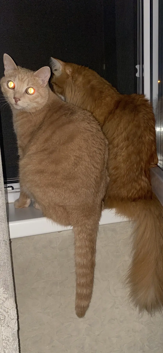 Мич не гуляет на улице, но обожает наблюдать за миром из окна/