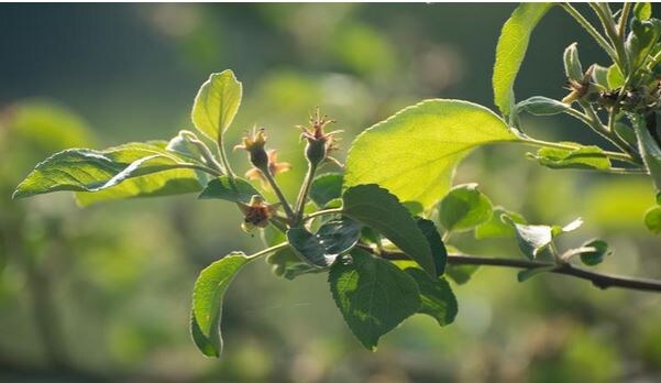 Завязи яблони. Фото из открытых источников