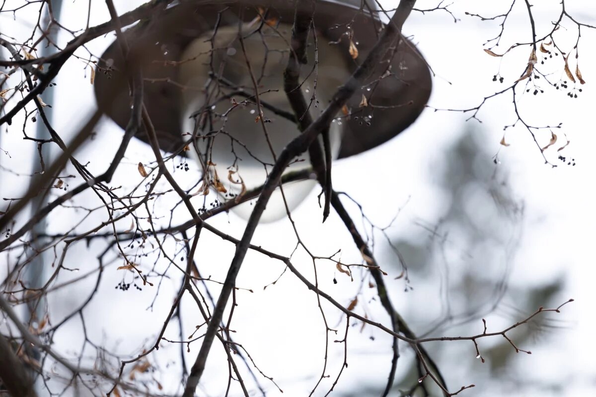    До +17 градусов прогреется воздух в Псковской области 30 марта