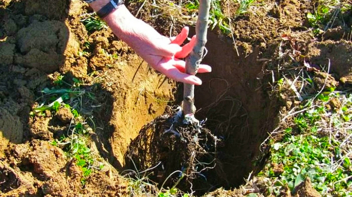 Подготовка посадочной ямы