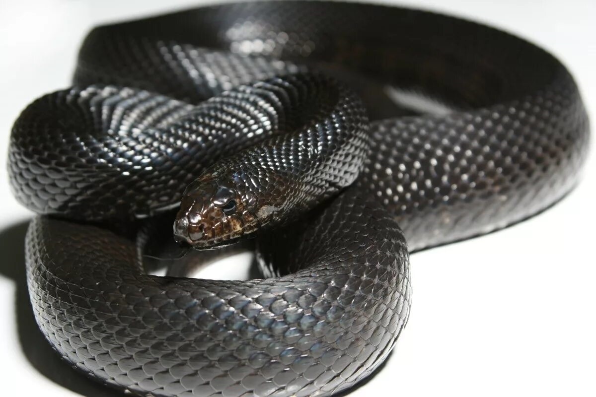 Фото с сайта: https://storage.googleapis.com/helixanovrta/black-color-snake-name.html
