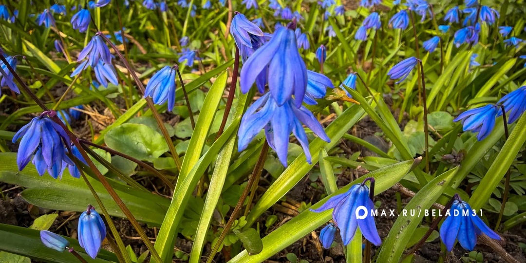 Доброе утро, Белгород