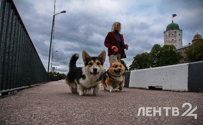    © Анастасия Илюшина / ЛенТВ24. Из архива