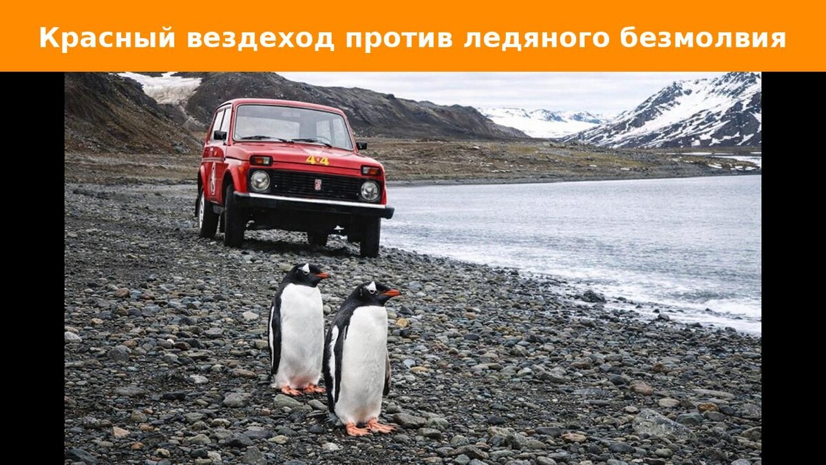 Пингвины - местные жители Антарктиды