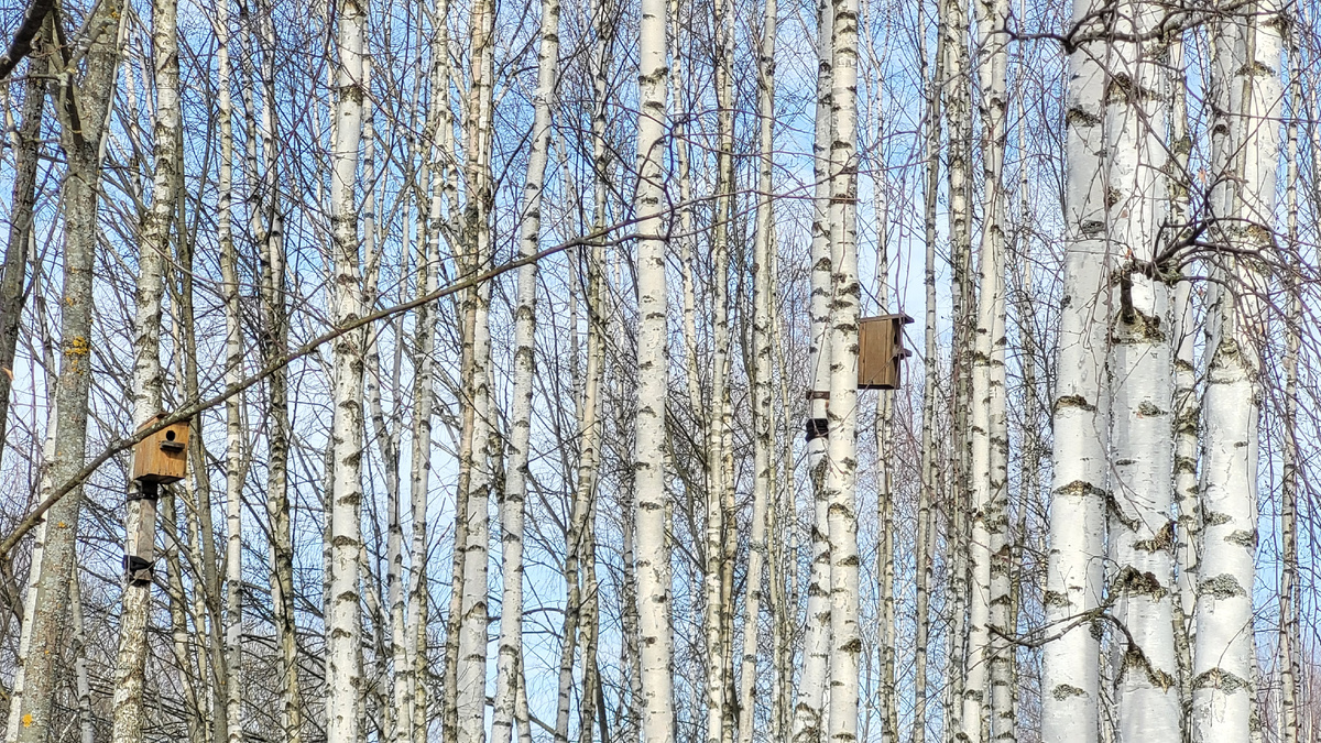 Повесили скворечники, ждём заселения.