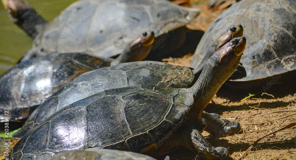 Топ-10 самых больших черепах в мире: рейтинг самых крупных видов