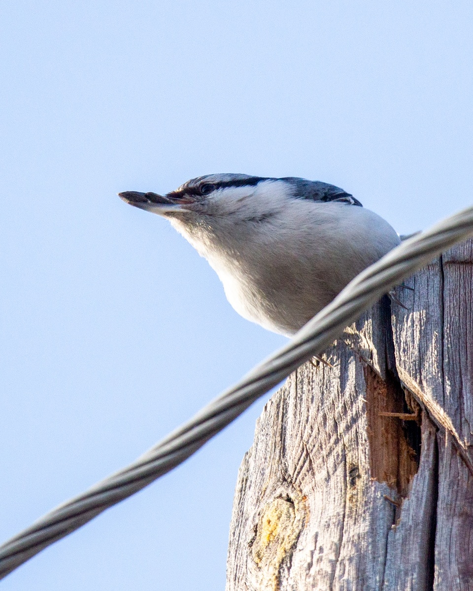 Поползень набрал в клюв семечек и собрался в лес.
4.03.2025 Плеханова.