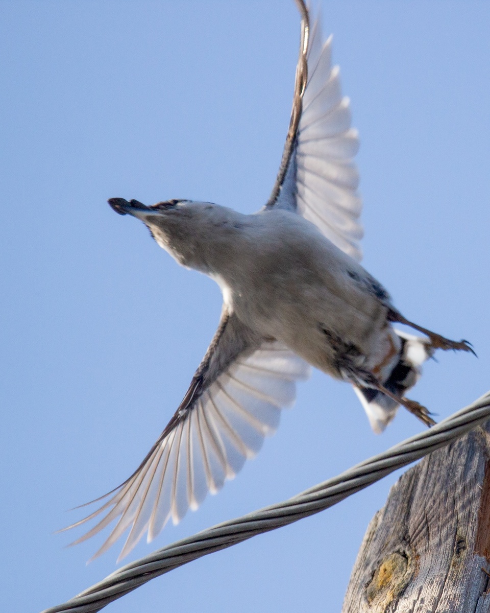 Поползень набрал в клюв семечек и собрался в лес.
4.03.2025 Плеханова.