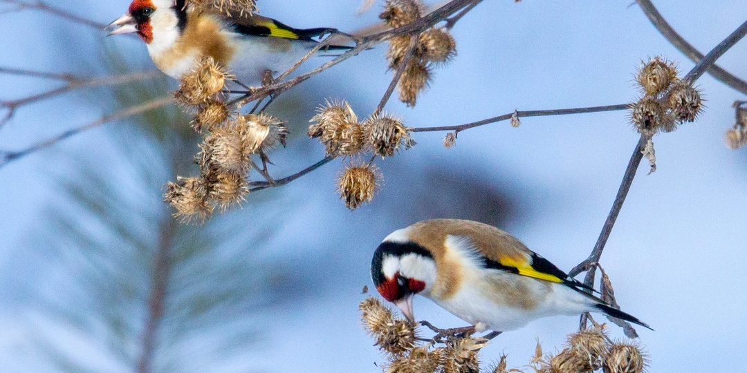 Мартовские птицы на прогулке и у дома.