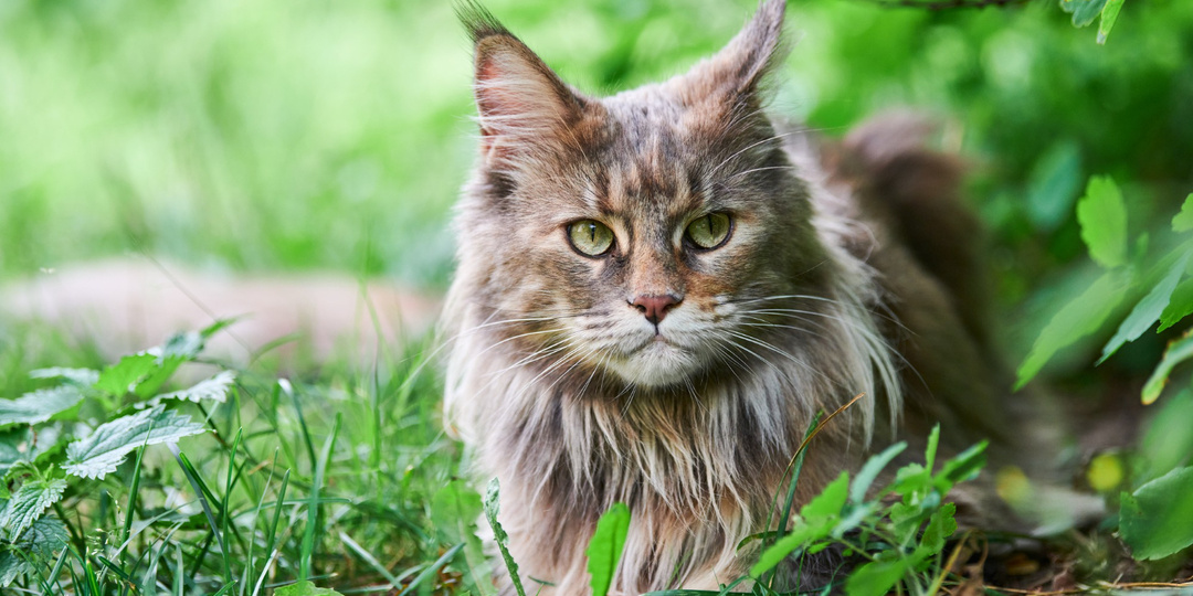Мейн-кун: большой кот с большими потребностями — что важно знать до покупки