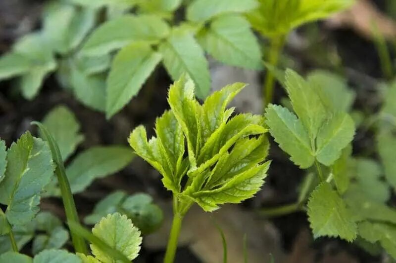 Квашеная сныть: как заготовить на зиму полезную дикорастущую зелень