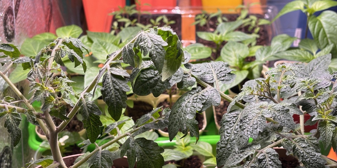 Отчет садовода: Про посев 🌱и всходы томатов 🍅