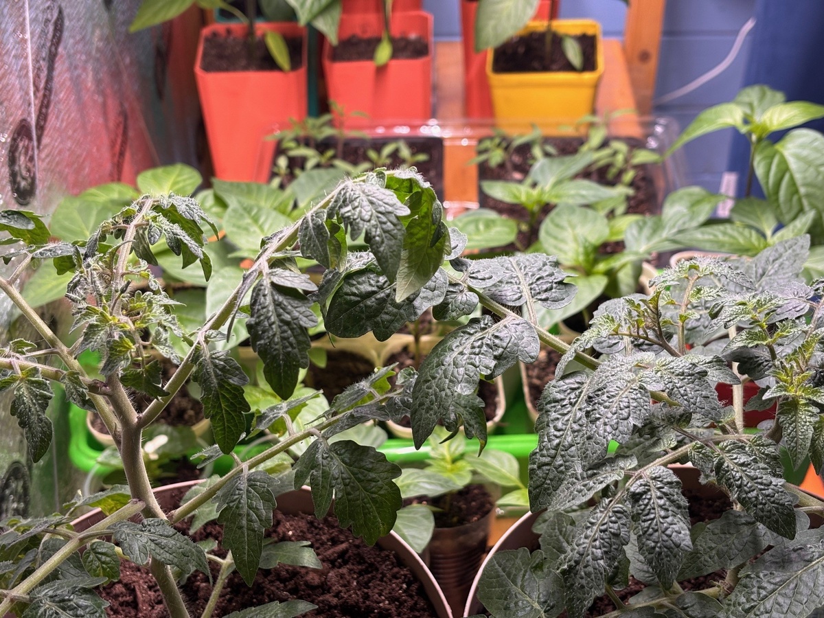 Слева АйШенХуанЛинь, справа Красная шапочка