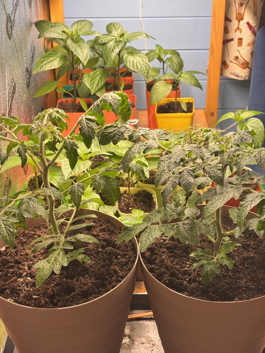 Слева АйШенХуанЛинь, справа Красная шапочка