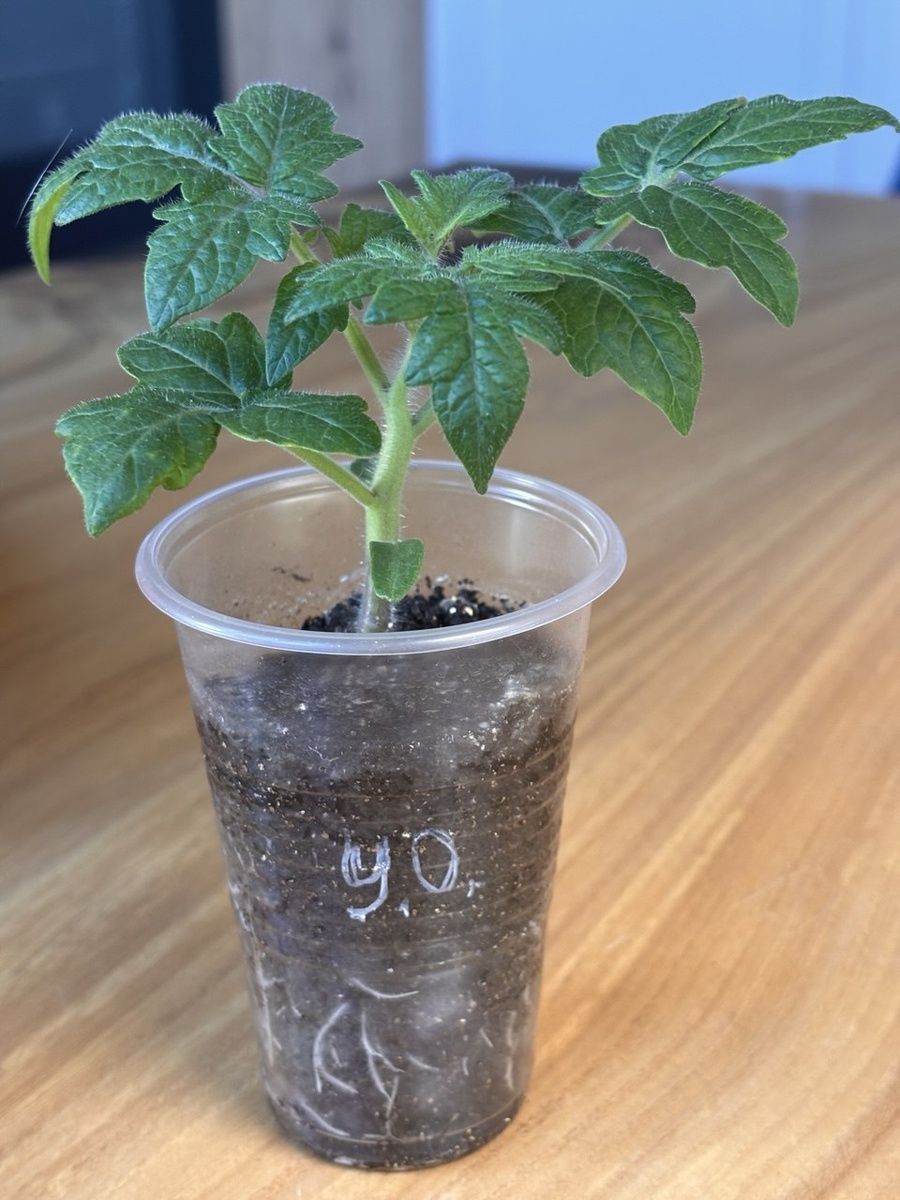 Улуру Охра 30 марта