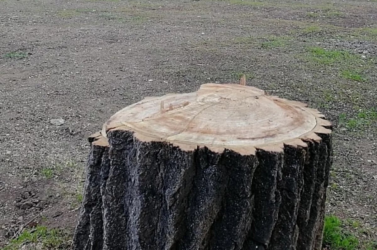    Власти Уфы объяснили спил здоровых деревьев во дворе на 50-летия Октября