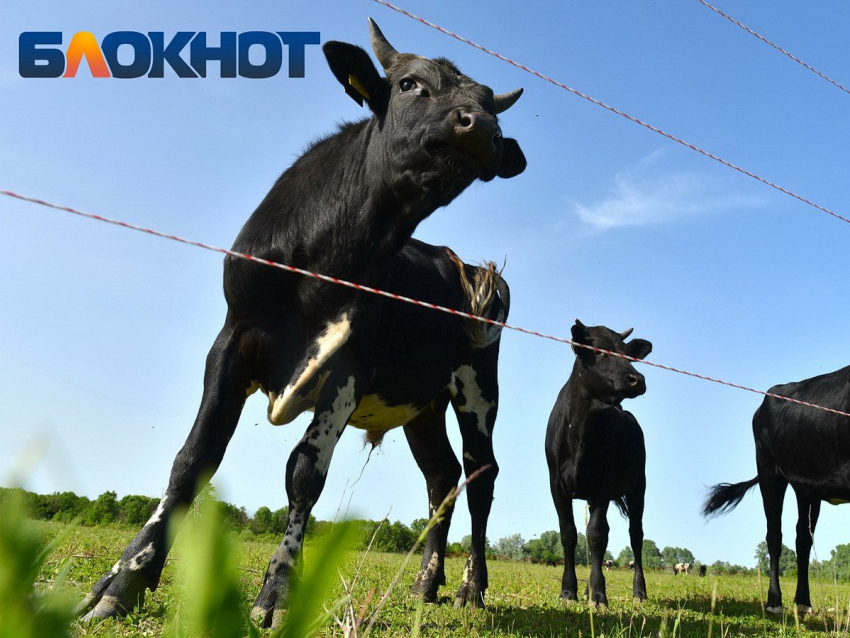 Фото: «Блокнот Краснодар"