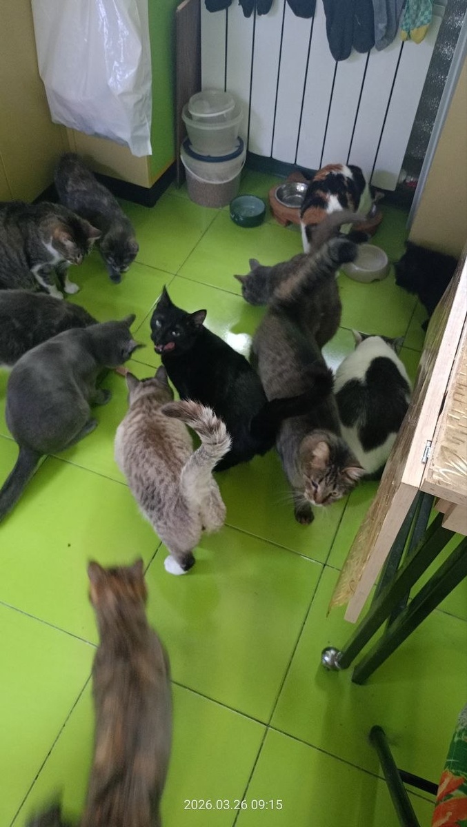 Хвостики приюта