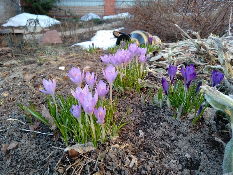 Крокусы предположительно «Томазини»