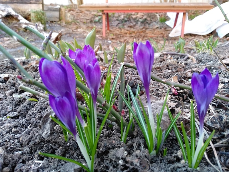 «Руби Джайнт» готовы зацвести 