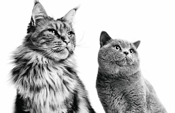 Фото Яндекс Картинки