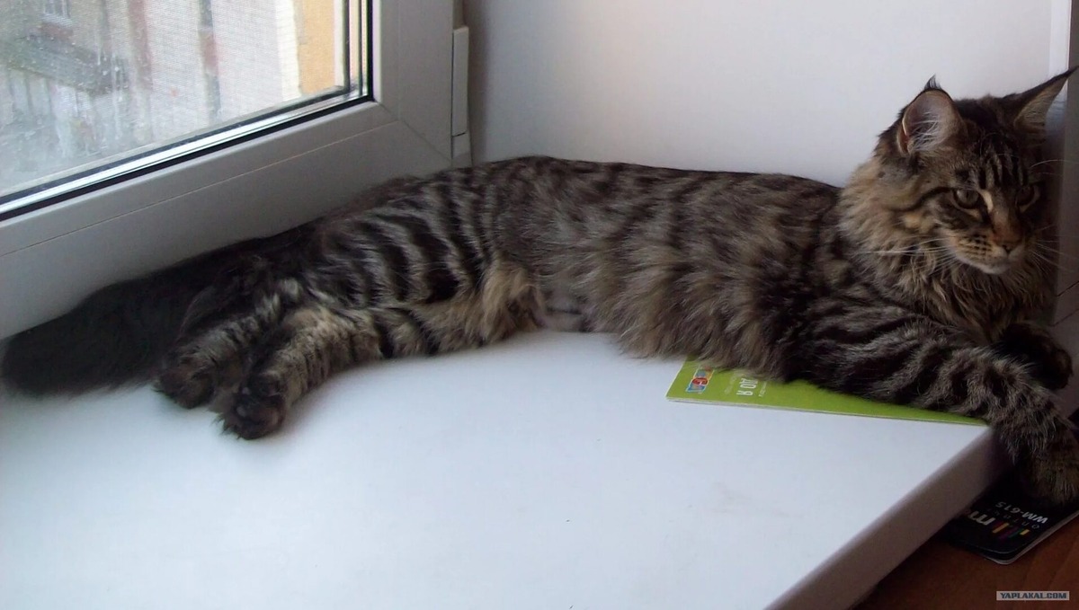 Фото Яндекс Картинки