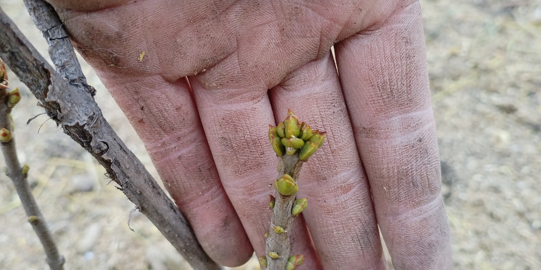 Первый раз увидела свой сад. Как перезимовали растения?