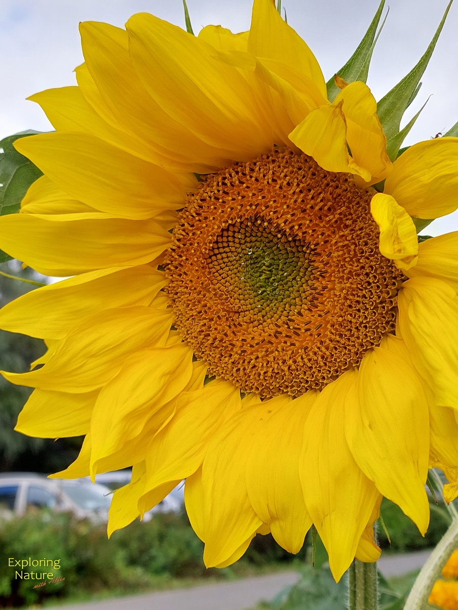 Тронулся поезд, я обернулся назад.
На прощание мне махали шляпами сорванцы-подсолнухи.
Тэраяма Сюдзи. //
На языке цветов подсолнух означает сияние, свет, уважение