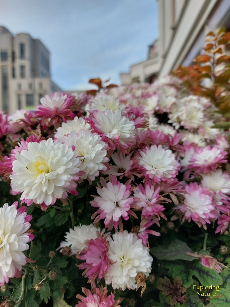 Рукавом коснусь бутона хризантемы. 
Сотни лет жизни желаешь мне. 
В ответ пожелаю тысячи.
Мурасаки Сикибу. //
Девятого числа девятого месяца, то есть сентября, друг на друга накладываются два нечетных числа, которые символизируют Ян. Этот день называется Чойо, или Праздник хризантем. Хризантема согласно ханакотобу связана с благородством, белые хризантемы указывают на чистоту, печаль и правду, но пожилым не принято дарить хризантемы, поскольку в Японии хризантемы часто используют на похоронах.