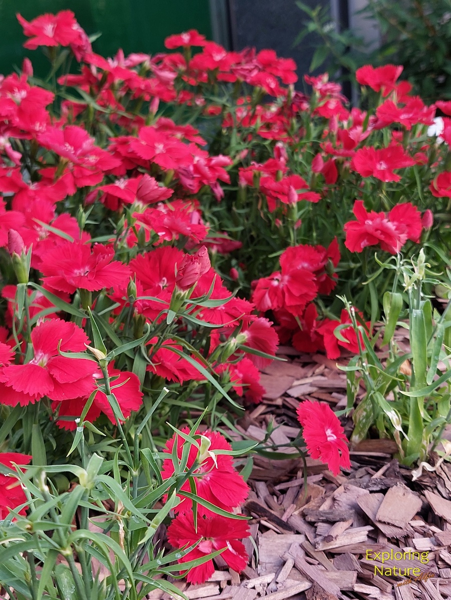 Красные гвоздики означают бескорыстную, материнскую любовь. В Японии их часто дарят на день Матери. Кроме того, красные гвоздики дарят, если хотят подчеркнуть свою искреннюю любовь