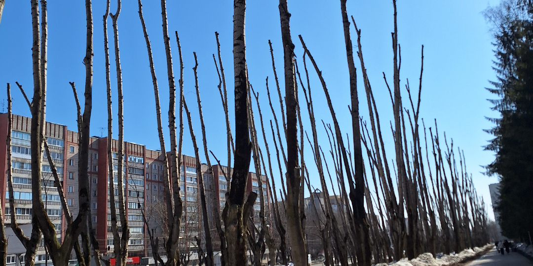 Тополя обрезали под бамбук