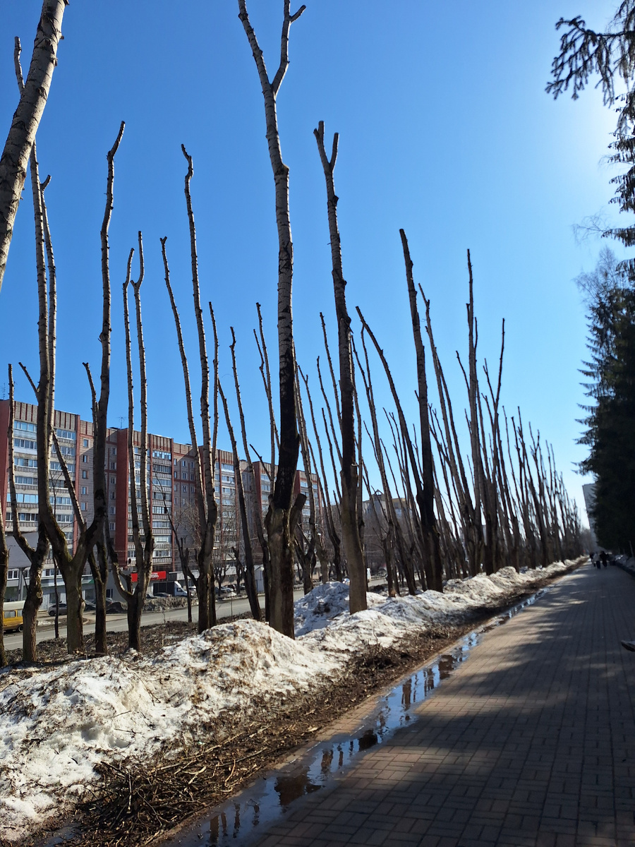 Аллея на улице Производственной в Кирове