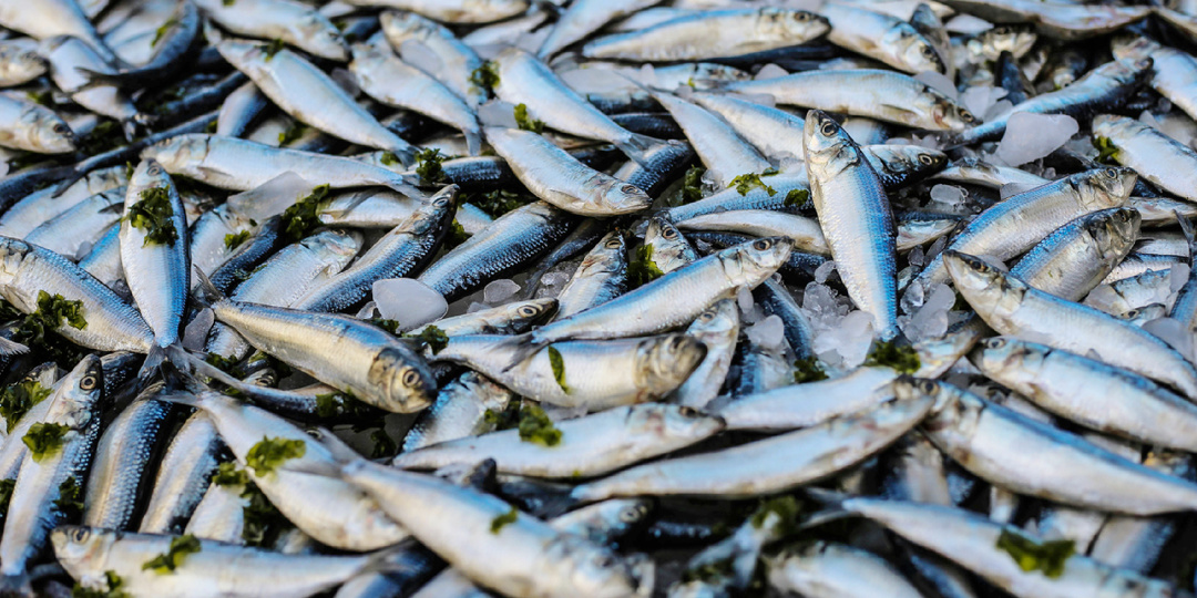 Зачем римляне клали гнить рыбу на солнце