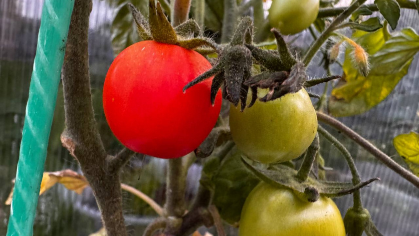    Первый городской канал Калининград