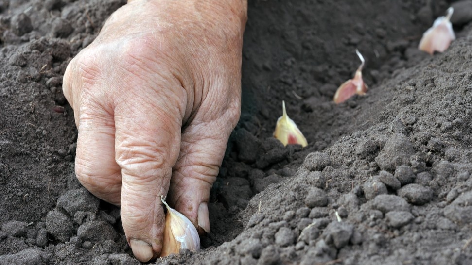 Глубина посадки для средней полосы — 10–12 сантиметров. Мелко посадил — весной зубок тратит силы на восстановление, а не на головку