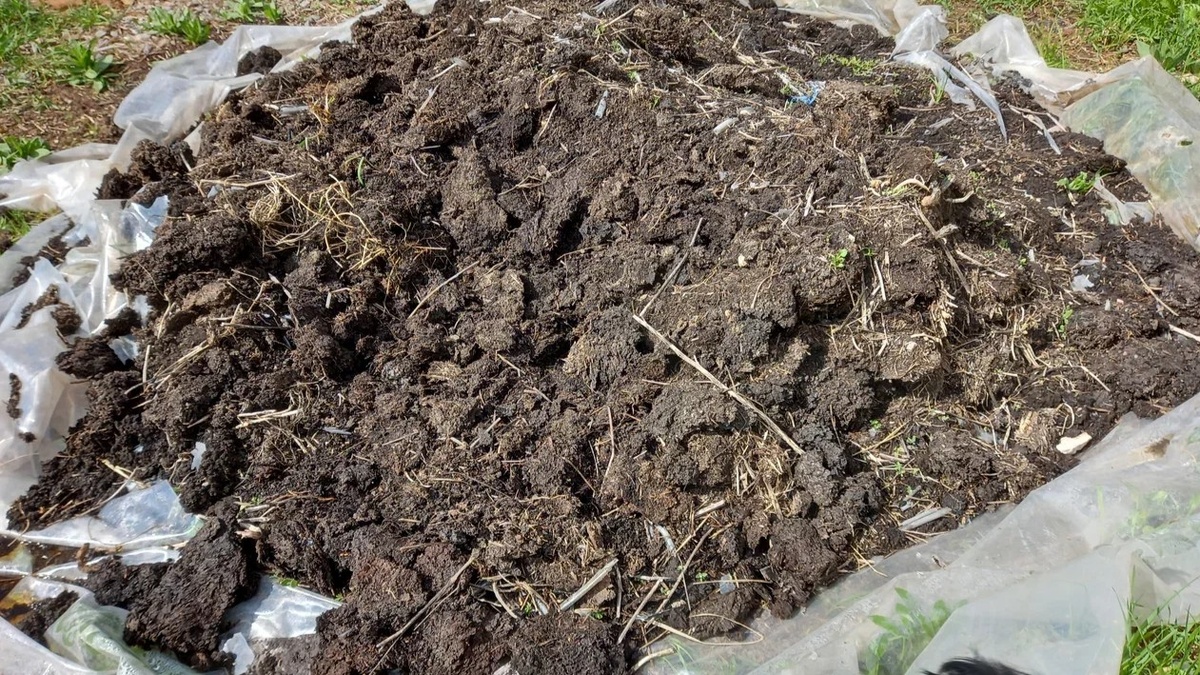 Свежий навоз под посадку — ошибка. Перепревший перегной, внесённый за месяц до посадки, — совсем другое дело