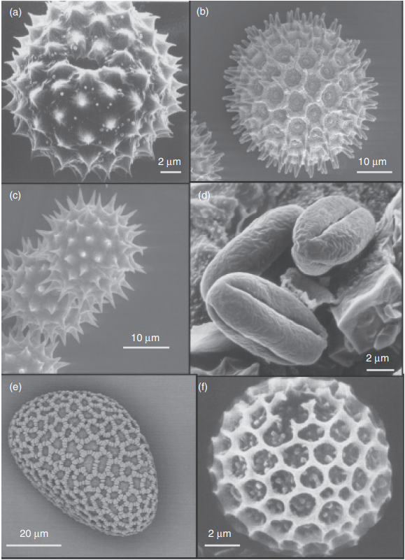 Что мы вдыхаем вместе с воздухом: пыльца и споры под электронным микроскопом. На снимках, сделанных электронным микроскоп, видны: (а) амброзия; (b) вьюнок; (с) растение из семейства астровых; (d) посевной каштан; (e) лилия; (f) спора гриба-головни.
Фото: из книги Tomasi C., Lupi A. Primary and Secondary Sources of Atmospheric Aerosol 
