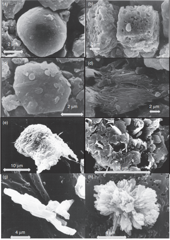 Минеральная пыль под электронным микроскопом. На снимках частицы, которые мы обычно не видим: (а) кварц; (b) доломит; (c) и (d) разные виды глинистых минералов; (e, f) микрочастицы почвы; (g, h) гипс в разных формах. Некоторые из этих образцов (d) преодолели тысячи километров, прилетев из Сахары. Фото: из книги Tomasi C., Lupi A. Primary and Secondary Sources of Atmospheric Aerosol 