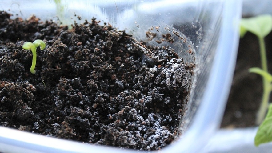 Белый налет на грунте — первый признак того, что полив сверху делает свое дело. У меня так было в первый сезон.